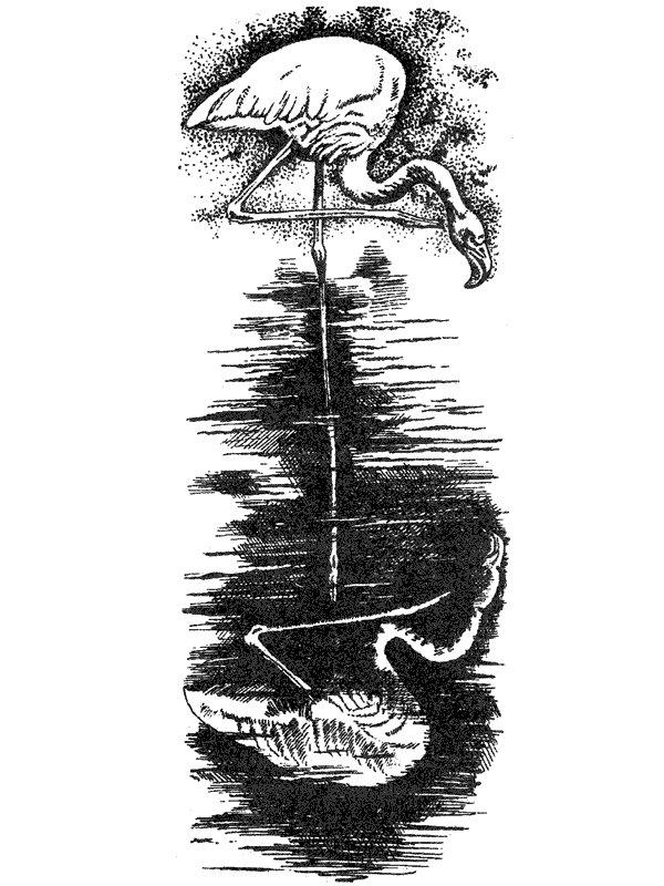 Там, где бродили львы. Последние из свободных - i_019.png