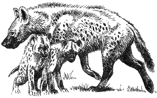 Там, где бродили львы. Последние из свободных - i_020.png