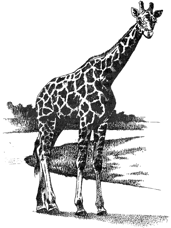 Там, где бродили львы. Последние из свободных - i_022.png