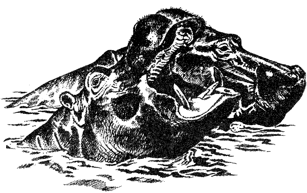 Там, где бродили львы. Последние из свободных - i_023.png