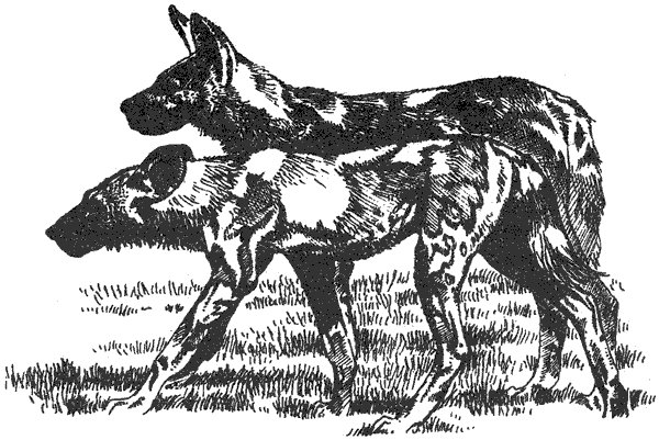 Там, где бродили львы. Последние из свободных - i_025.png