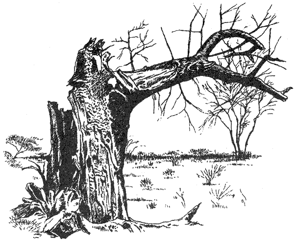 Там, где бродили львы. Последние из свободных - i_026.png