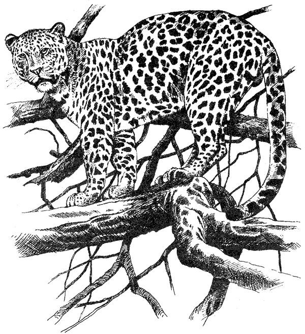 Там, где бродили львы. Последние из свободных - i_027.png