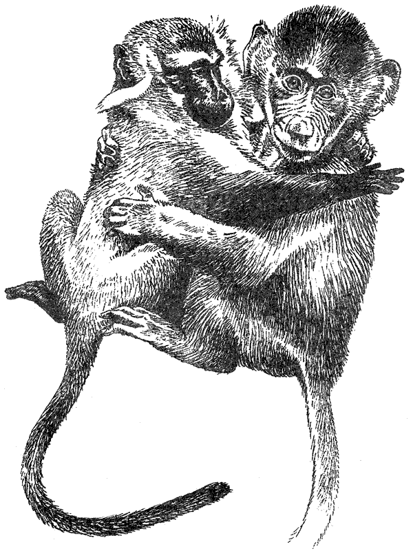 Там, где бродили львы. Последние из свободных - i_028.png