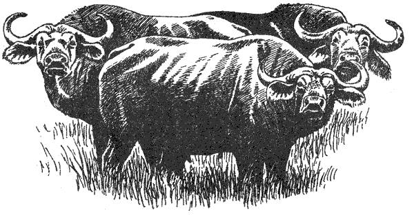 Там, где бродили львы. Последние из свободных - i_029.png