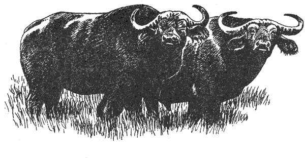 Там, где бродили львы. Последние из свободных - i_030.png