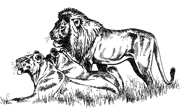 Там, где бродили львы. Последние из свободных - i_031.png