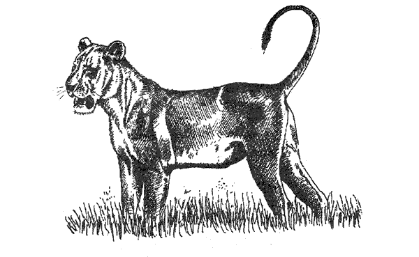 Там, где бродили львы. Последние из свободных - i_032.png