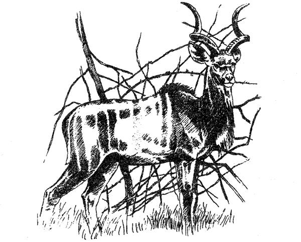 Там, где бродили львы. Последние из свободных - i_034.png