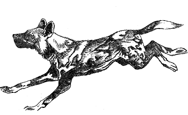 Там, где бродили львы. Последние из свободных - i_035.png