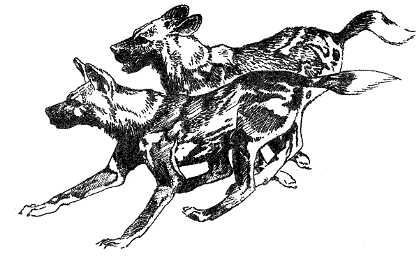 Там, где бродили львы. Последние из свободных - i_036.png