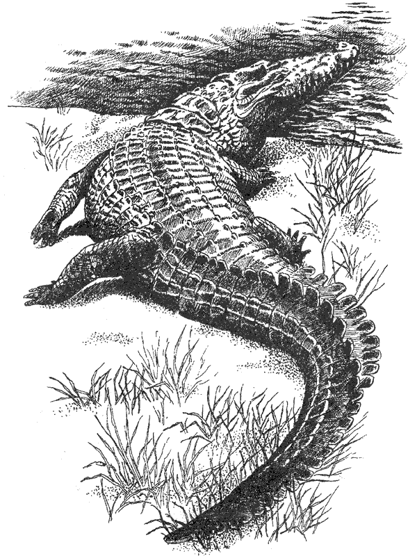 Там, где бродили львы. Последние из свободных - i_037.png