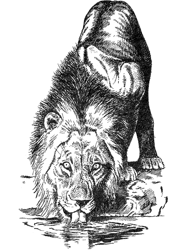 Там, где бродили львы. Последние из свободных - i_038.png