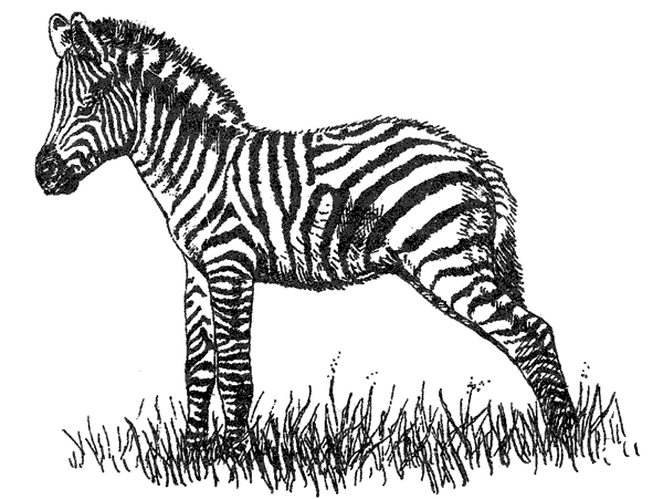 Там, где бродили львы. Последние из свободных - i_039.png