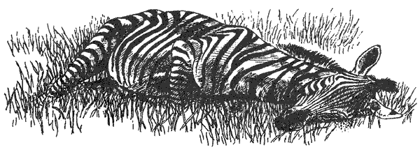 Там, где бродили львы. Последние из свободных - i_040.png