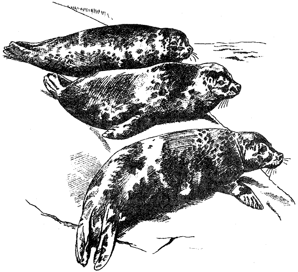 Там, где бродили львы. Последние из свободных - i_043.png