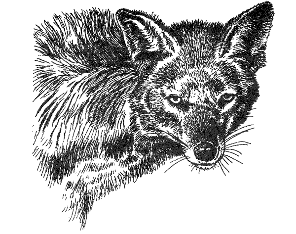 Там, где бродили львы. Последние из свободных - i_046.png