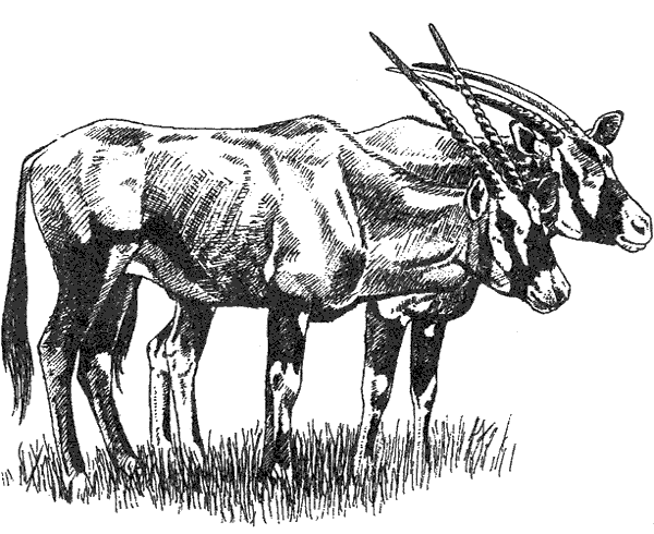 Там, где бродили львы. Последние из свободных - i_047.png