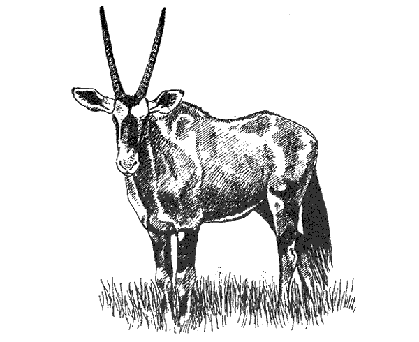 Там, где бродили львы. Последние из свободных - i_048.png