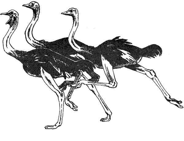 Там, где бродили львы. Последние из свободных - i_050.png