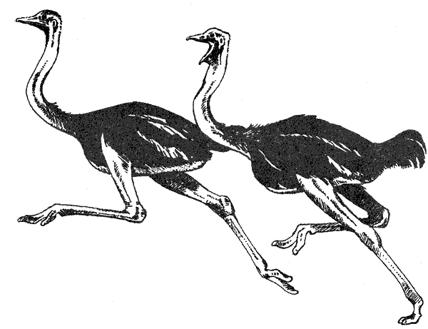 Там, где бродили львы. Последние из свободных - i_051.png