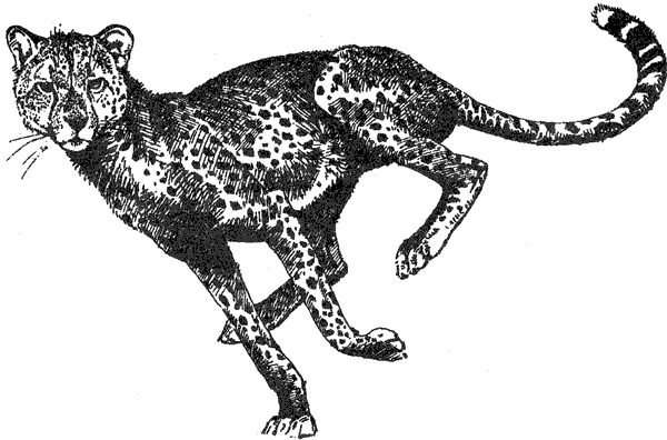 Там, где бродили львы. Последние из свободных - i_052.png