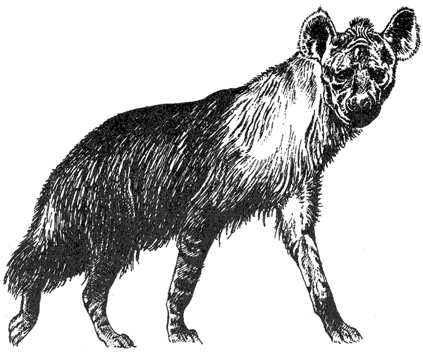 Там, где бродили львы. Последние из свободных - i_053.png