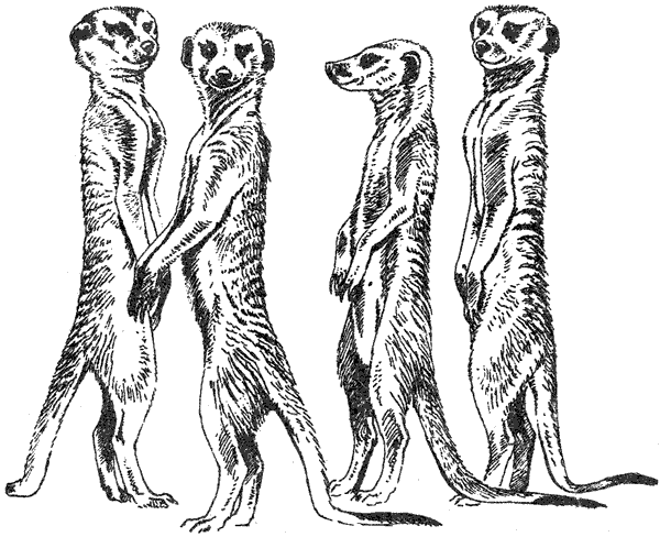 Там, где бродили львы. Последние из свободных - i_054.png