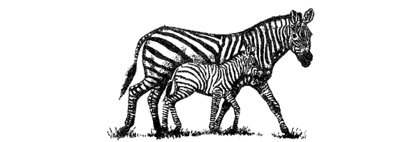 Там, где бродили львы. Последние из свободных - i_055.png