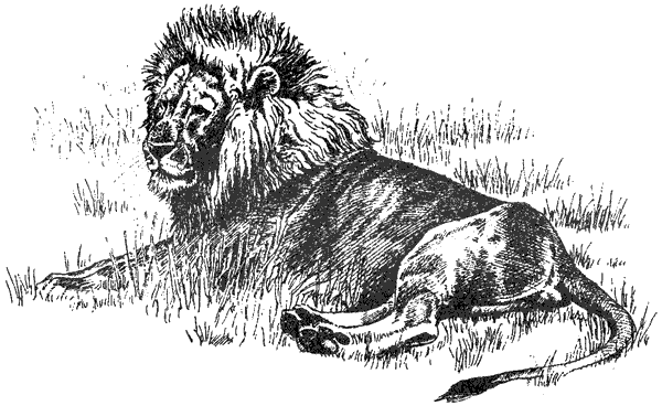 Там, где бродили львы. Последние из свободных - i_056.png