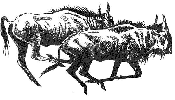 Там, где бродили львы. Последние из свободных - i_058.png