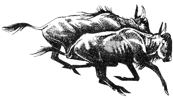 Там, где бродили львы. Последние из свободных - i_059.png