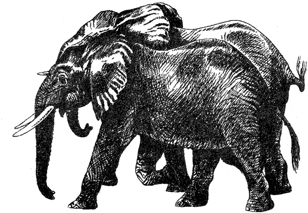 Там, где бродили львы. Последние из свободных - i_061.png