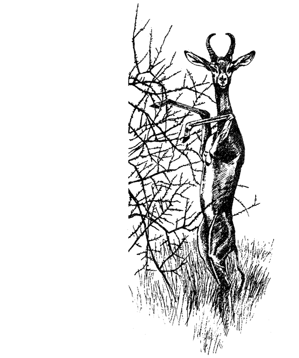 Там, где бродили львы. Последние из свободных - i_062.png