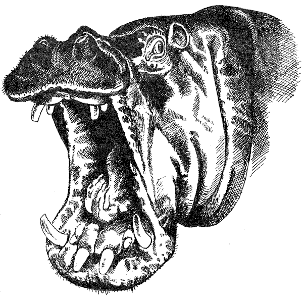 Там, где бродили львы. Последние из свободных - i_063.png