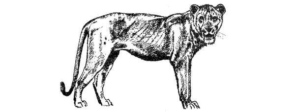 Там, где бродили львы. Последние из свободных - i_064.png