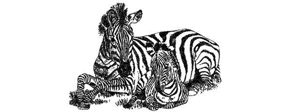 Там, где бродили львы. Последние из свободных - i_066.png