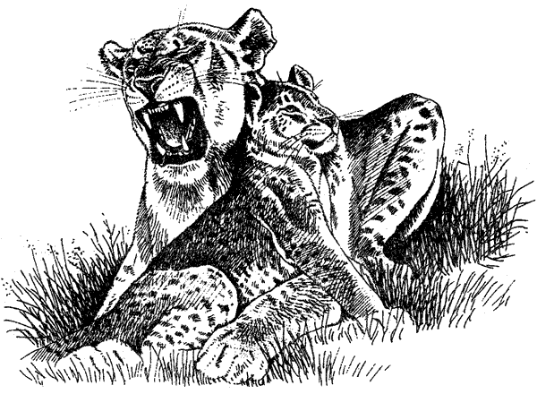 Там, где бродили львы. Последние из свободных - i_070.png