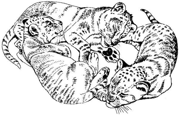 Там, где бродили львы. Последние из свободных - i_071.png