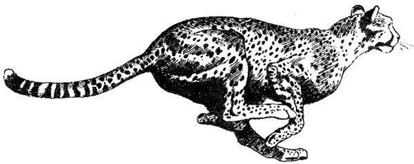 Там, где бродили львы. Последние из свободных - i_072.png