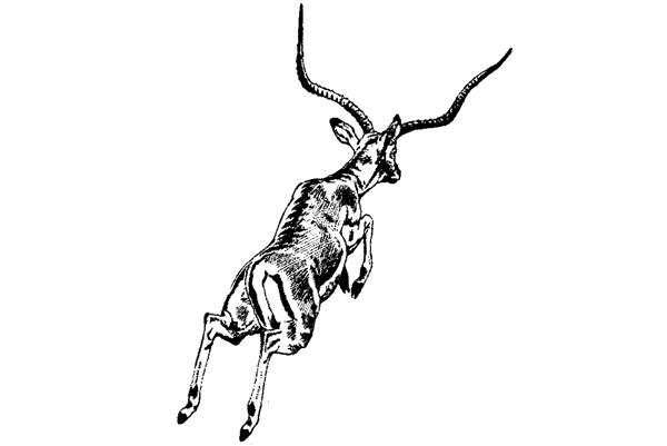 Там, где бродили львы. Последние из свободных - i_073.png