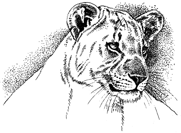 Там, где бродили львы. Последние из свободных - i_074.png