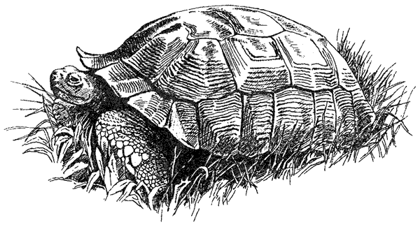 Там, где бродили львы. Последние из свободных - i_075.png