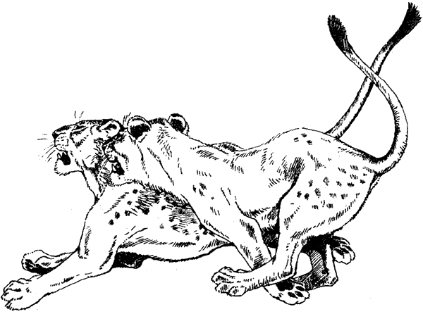 Там, где бродили львы. Последние из свободных - i_076.png