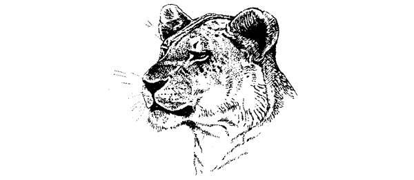 Там, где бродили львы. Последние из свободных - i_078.png