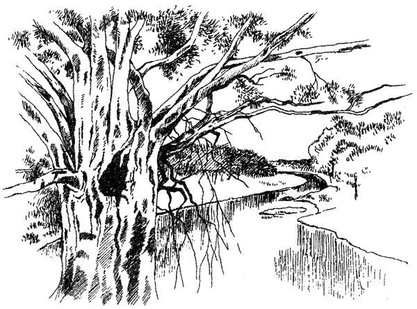 Там, где бродили львы. Последние из свободных - i_079.png