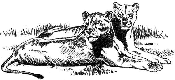 Там, где бродили львы. Последние из свободных - i_080.png