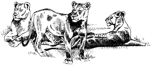 Там, где бродили львы. Последние из свободных - i_081.png