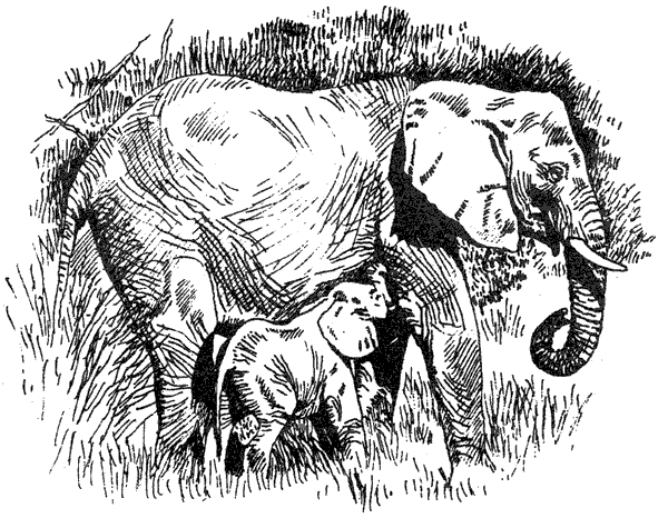 Там, где бродили львы. Последние из свободных - i_082.png