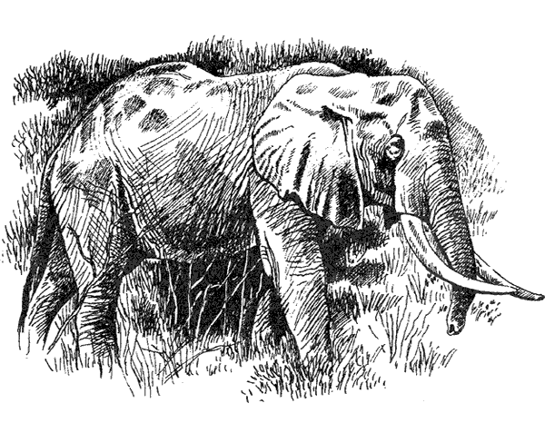 Там, где бродили львы. Последние из свободных - i_083.png